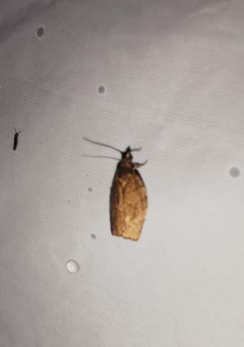 Réf. 335 566 : Pandemis sp.